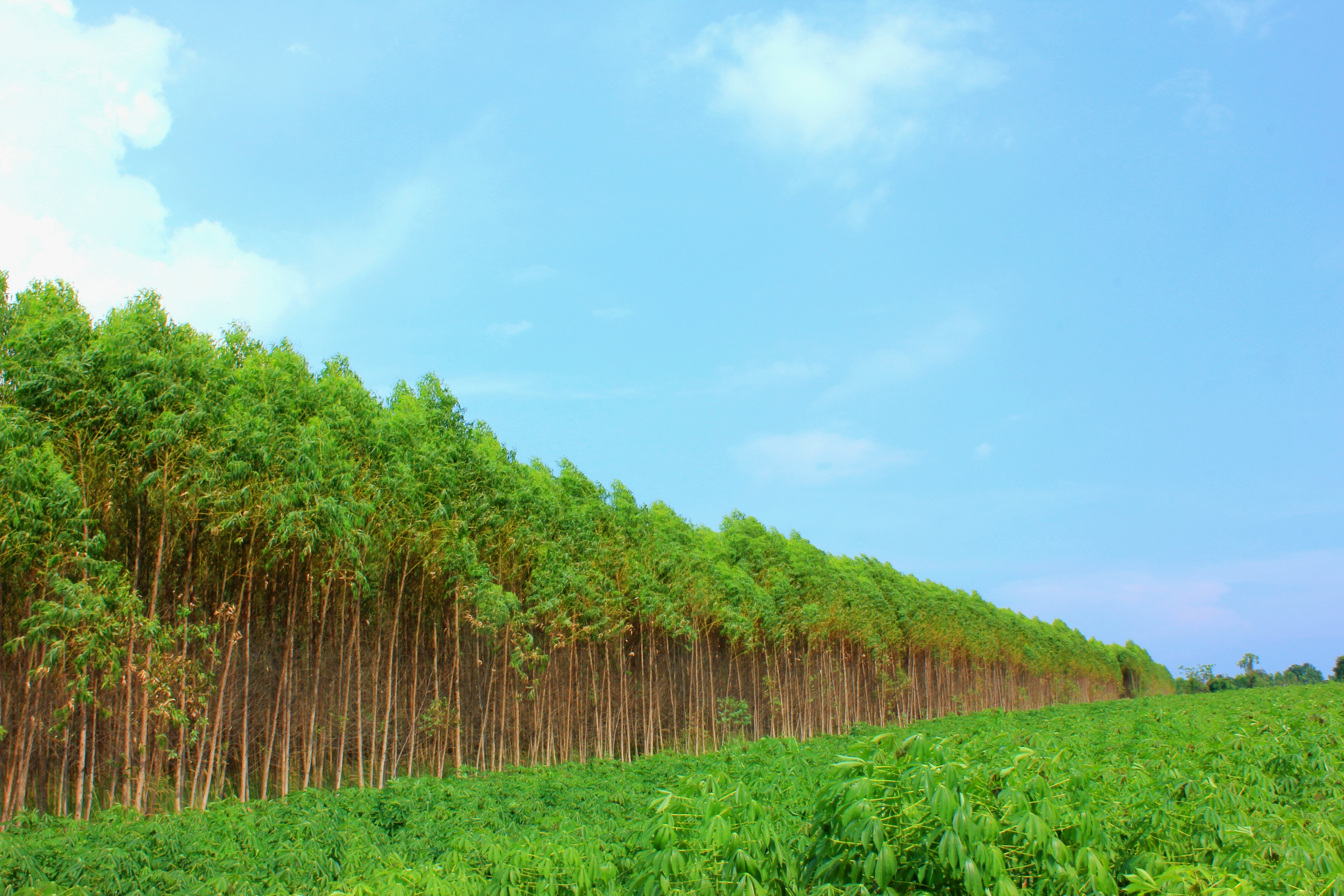 Promoting Agro Forestry